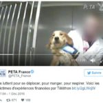 Peta-esperimenti