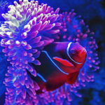 pesce-aprile