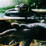 la rana bollita di Noam Chomsky