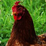 poule