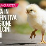 pulcini-maschi