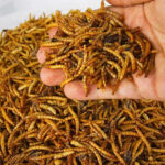 insetti-secchi-vermi-farina