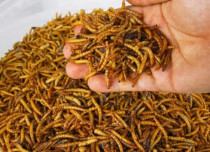insetti-secchi-vermi-farina