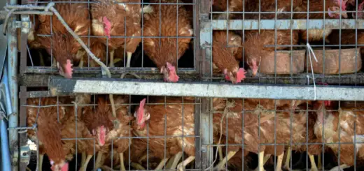 allevamento intensivo galline
